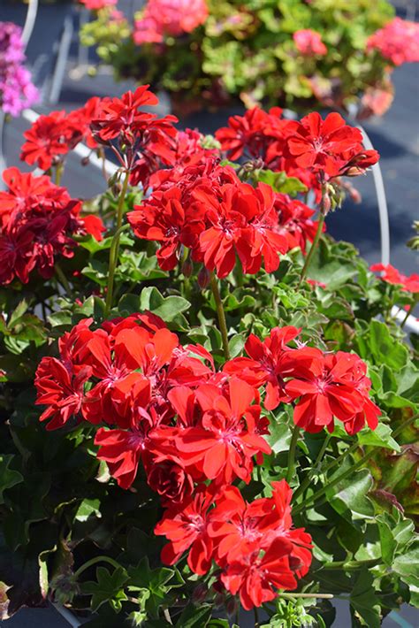 Ivy Leage Red Ivy Leaf Geranium (Pelargonium peltatum 'Ivy League Red ...