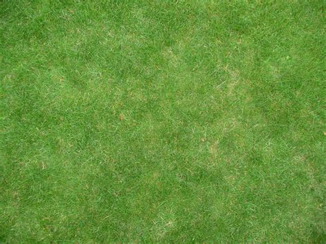 wallpaper grass, lawn, field, green, texture HD : Widescreen : High ...