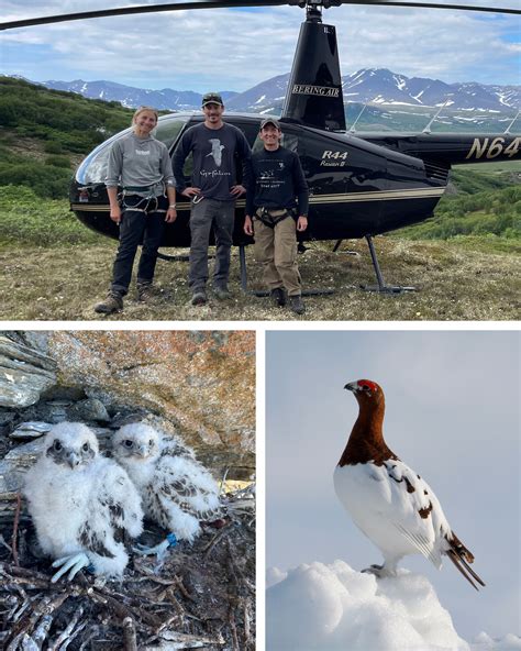 Gyrfalcon & Tundra Conservation Program Wraps 10th Field Season | The