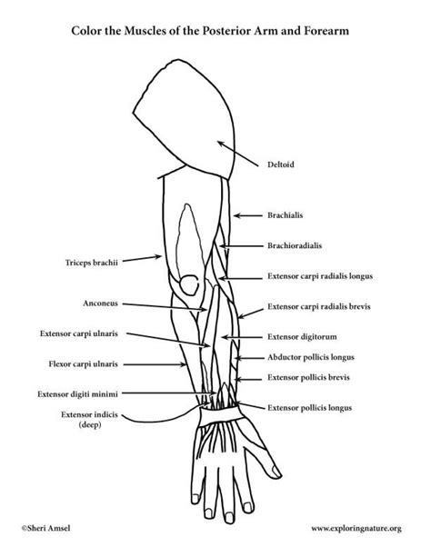 Anatomy Coloring Pages Muscles Anatomical Charts And Posters