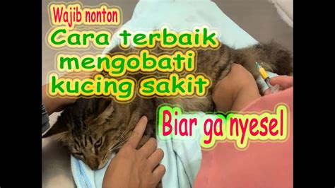 Cara Mengobati Kucing Sakit Kucing Mendadak Lumpuh Ga Mau Makan