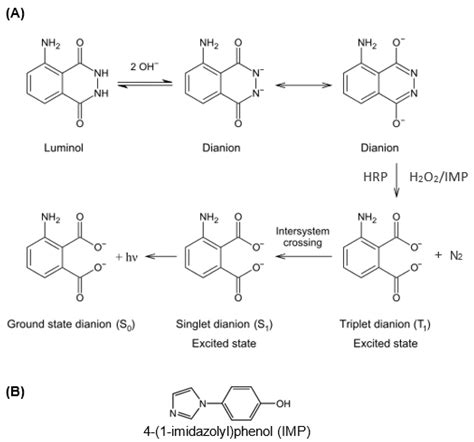 Chemosensors Free Full Text A Novel Highly Sensitive