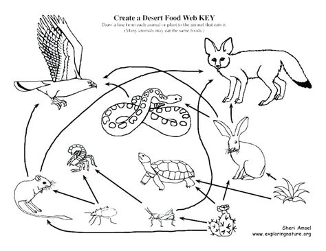 Food Chain Coloring Pages at GetColorings.com | Free printable colorings pages to print and color