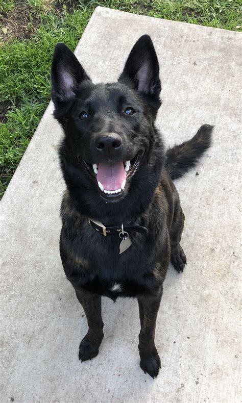 Dark Belgian Malinois