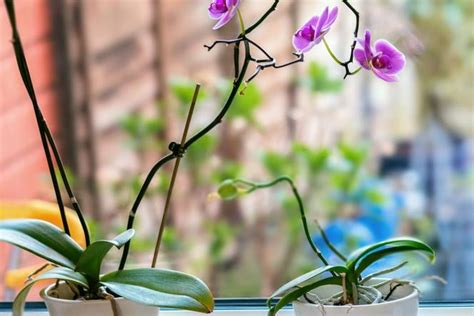 Usychaj Ce P Dy Storczyka Phalaenopsis Porada Eksperta Murator Pl