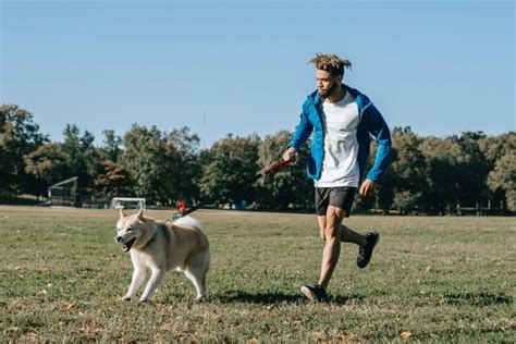 Los Paseos Son Importantes Para Perro Y Due O Mooiza Pet