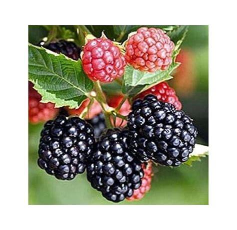 5 Triple Crown Thornless Blackberry Plants Produce Sweet Blackberries