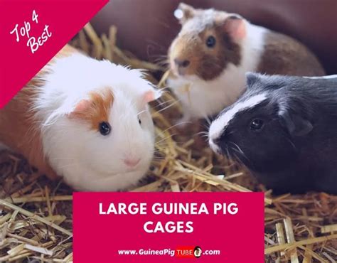 Top 4 Best Large Guinea Pig Cages to Buy in 2019 - Guinea Pig Tube