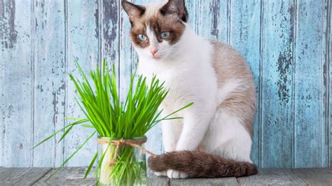 Katzengras S En Und Pflegen So Bleibt Es Lange Frisch