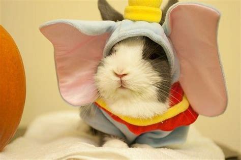 Creative Guinea Pig Costumes | Guinea Pig Hub