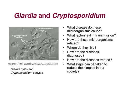 Ppt Giardia And Cryptosporidium Protozoan Parasites Powerpoint Presentation Id105124