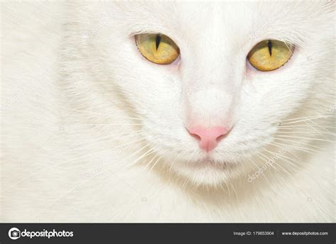 White Cat Yellow Eyes