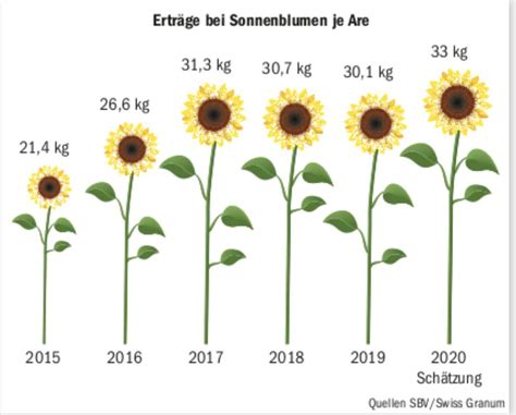 Kilo Ertrag Je Are Bei Sonnenblumen Bauernzeitung Ch Bauernzeitung