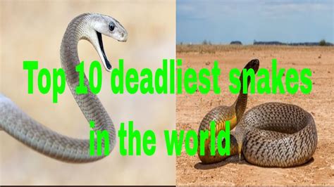 The Top 10 Deadliest Snakes In The World Youtube