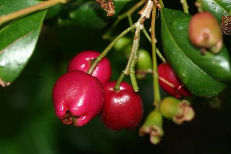 Syzygium Australe Scrub Cherry Cultivated Syzygium Aus Flickr