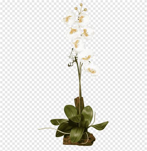 Moth Orchids Plant Flora Plant Glass Flower Arranging Png PNGEgg