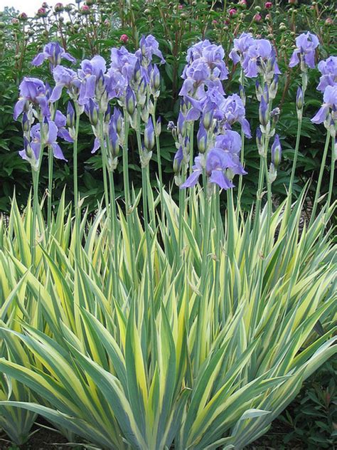 Iris Pallida Variegata Blue Sky Nursery