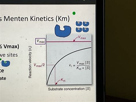 Enzyme Kinetics Flashcards Quizlet