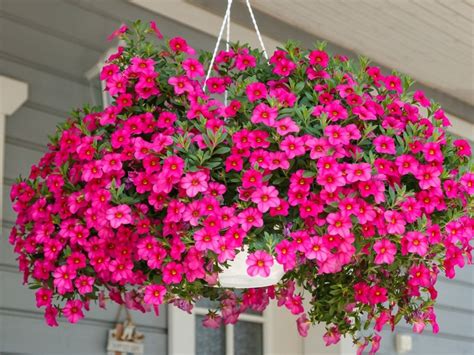 Best Plants For Full Sun Hanging Baskets Gardening Know How