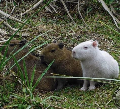 Albino baby bara. : r/capybara