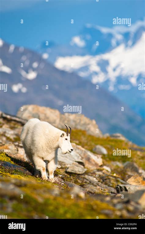 Mountain Goat Near Exit Glacier S Harding Icefield Trail Grazing On