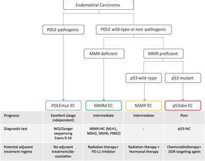 Frontiers The Evolving Role Of Morphology In Endometrial Cancer