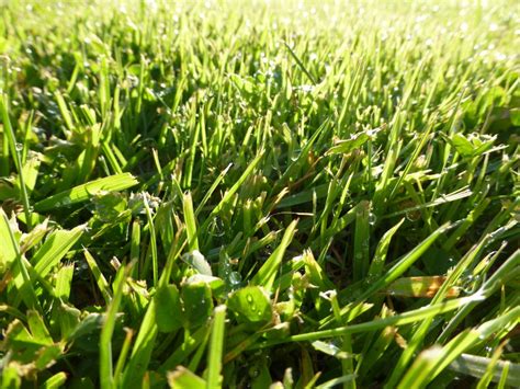 Free Images Nature Dew Light Growth Field Lawn Meadow Morning