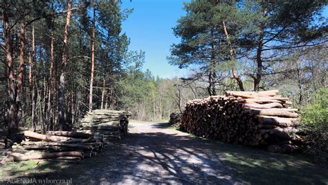 Wycinka drzew w lasach w Wawrze Drwale To pielęgnacja