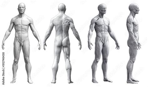 Human body anatomy of a man in four views isolated in white background ...