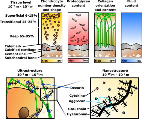 2: Cartilage composition and structure. | Download Scientific Diagram