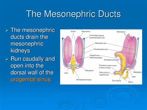 PPT Development Of Genital System PowerPoint Presentation Free