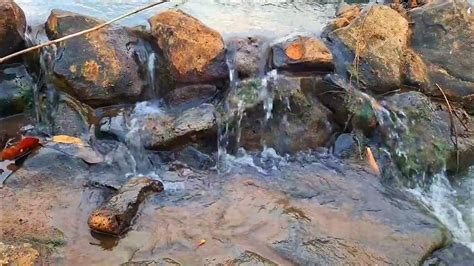 Beautiful Trickling Stream Trickling Brook Sounds Water Trickling