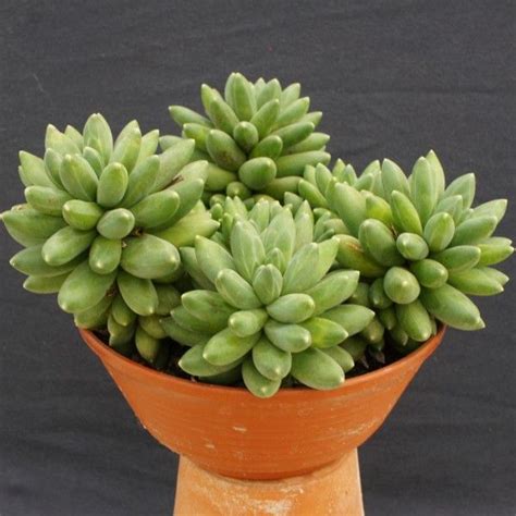 PACHYPHYTUM Compactum Plante Succulente Cactus Et Plantes