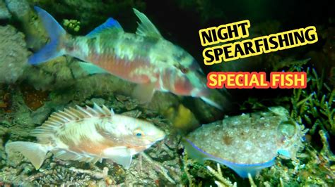 Edisi Malam Ini Rezeki Melimpah Night Spearfishing Panah Ikan Malam