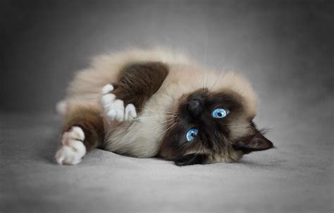 🔥 [70+] Ragdoll Wallpapers | WallpaperSafari