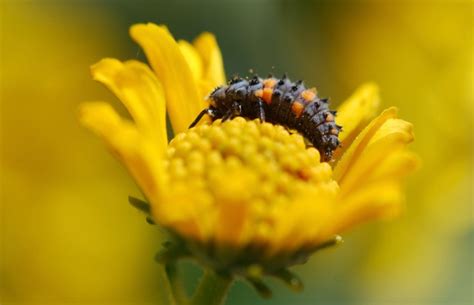 lady-beetle-larva-049 – Growing With Science Blog