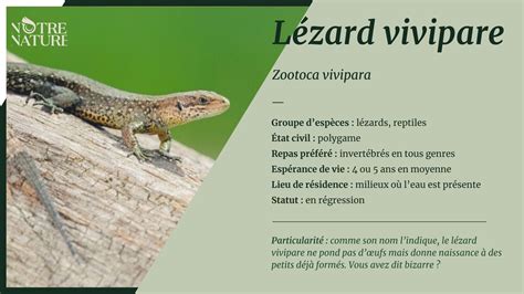 L Zard Vivipare Notre Nature