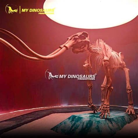 AS-044 Buy Life Size Woolly Mammoth Skeleton for Sale | My Dinosaurs