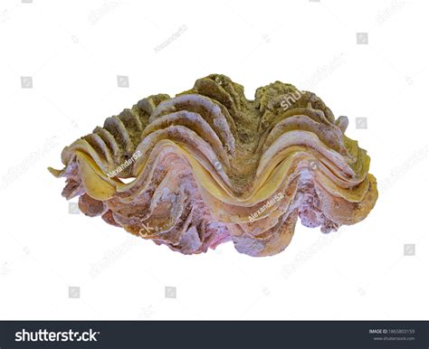 Shell Bivalve Marine Clam Tridacna Latin Stock Photo 1865803159 ...