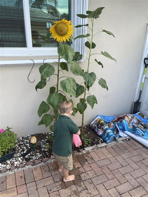 Best Sunflowers to Grow in Florida: Top Vibrant Varieties Revealed