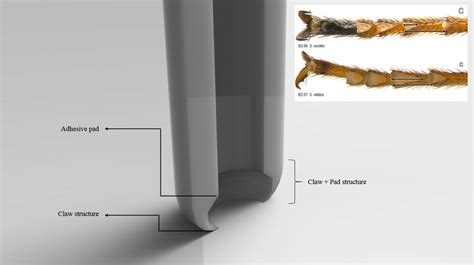 1: Image showing the render of the design of claw and pad | Download Scientific Diagram