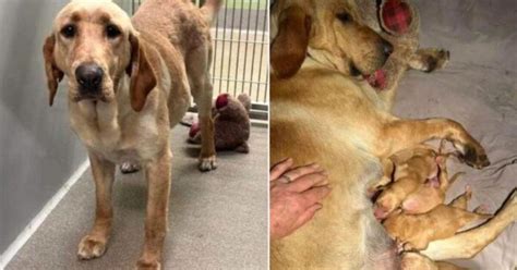 Mamma Cane Stata Abbandonata Fuori Quando Era Incinta Legata Insieme