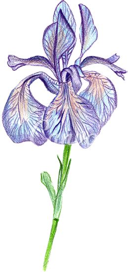 Iris Flower Drawing at GetDrawings | Free download