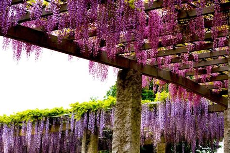 Uprawa I Pielęgnacja Wisterii W Polsce Love The Garden