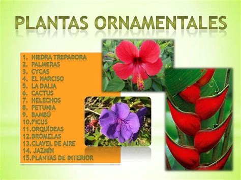 Nombres Comunes Y Cientifico De Plantas