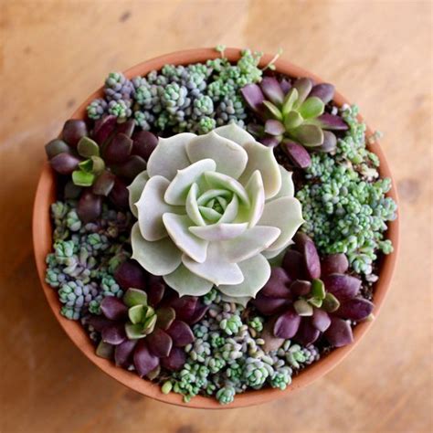 60+ DIY Indoor Succulent Arrangements Ideas 2019 - Page 55 of 61 ...