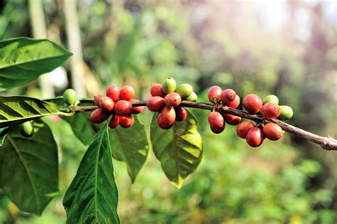 Free Images Tree Nature Branch Coffee Growth Farm Fruit Berry Leaf Flower Roast