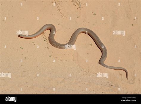 A Mole Snake On Sand Pseudaspis Cana Southern Africa Stock Photo Alamy