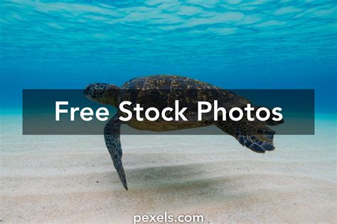 Tortoise Underwater Photos, Download The BEST Free Tortoise Underwater ...