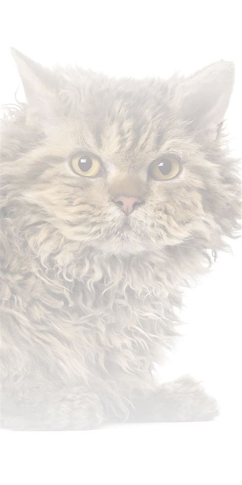 Selkirk Rex Kittens For Sale in South Carolina: Selkirk Rex Kitten ...